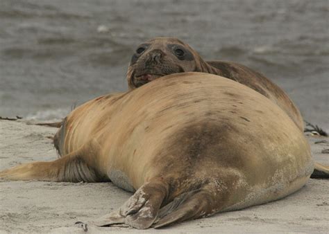 Visit Sea Lion Island The Falkland Islands Audley Travel