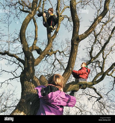 Drei Kinder Die Einen Baum Klettern Stockfotografie Alamy