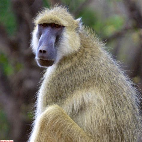 The yellow baboon, Papio cynocephalus is a baboon in the f ...