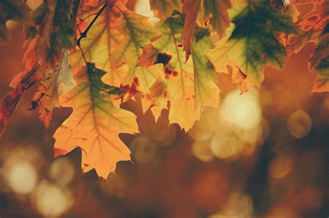 10 Color Palettes And Hex Codes Perfect For The Autumnfall Season