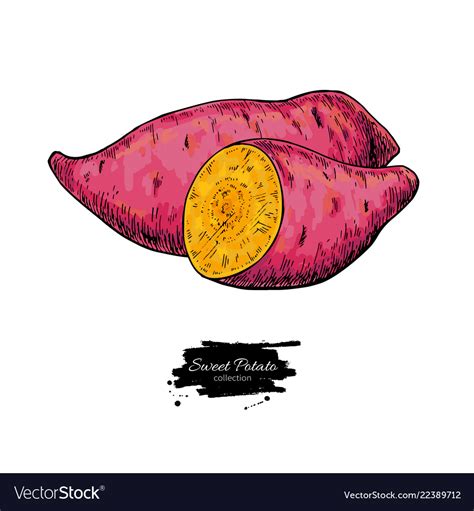 Sweet Potato Hand Drawn Royalty Free Vector Image