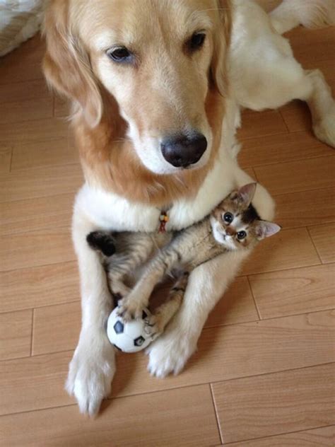 17 Pictures That Prove Cats And Dogs Are Actually Best Of Friends