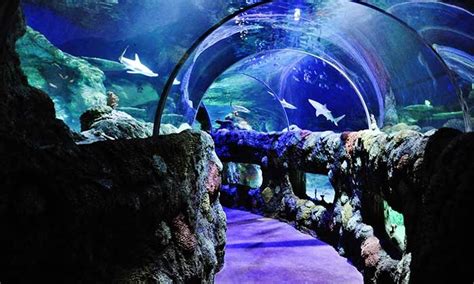 Sea Life Kansas City Aquarium Up To 25 Off Kansas City Mo Groupon