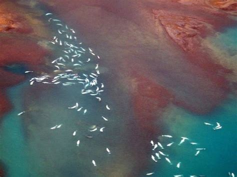 Beluga Whales In Cunningham Inlet Picture Of Arctic Watch Lodge