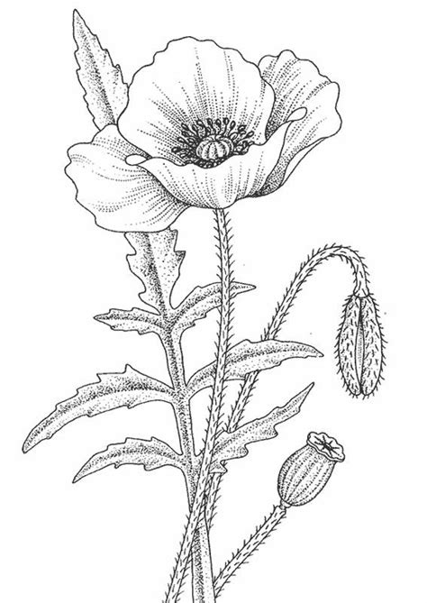 printable poppy coloring pages
