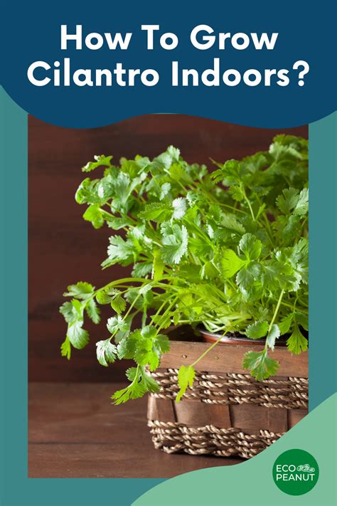 How To Grow Cilantro Indoors Grow Cilantro Indoors Best Herbs To