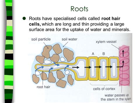 How does a root hair cell help the plant. MakingFood - Presentation Health and Disease