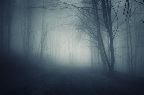 Dark Forest Foggy Night Halloween Books Dark Forest Fantasy Landscape