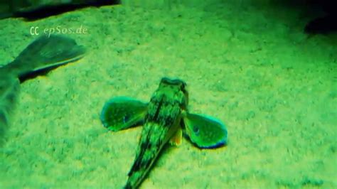 Sea Robin Fish With Legs In Stuttgart Zoo Youtube