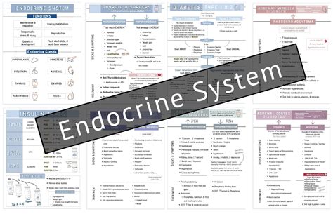 Endocrine System Bundle Med Surg Notes 8 Pages Etsy Endocrine