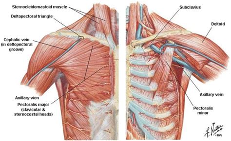 Thorax Muscle Anatomy