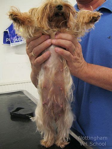 20 Most Common Yorkie Health Problems Everything You Need To Know