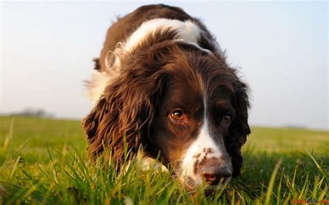 English Springer Spaniel Is On The Trail Wallpapers And Images