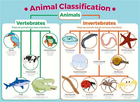 CLASSIFICATION OF ANIMALS - WinApay
