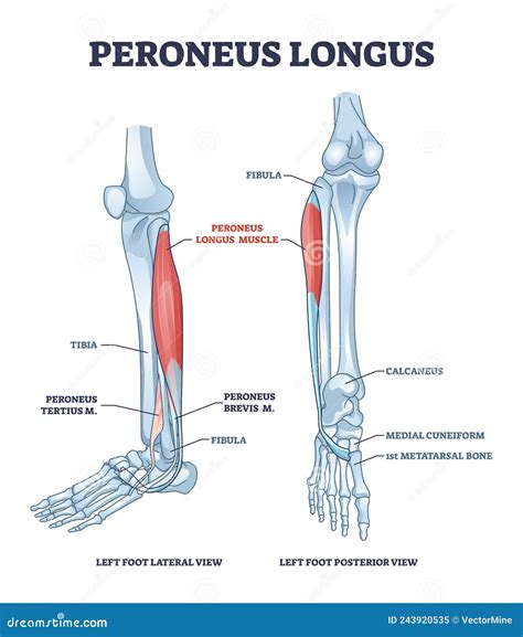 Peroneus Longus Muscle With Leg Muscular And Skeletal System Outline