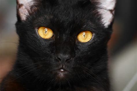 (via leahweissmuller) man in thick accent: 15 Unique Names For Your Black Cat | iHeartCats.com - All ...