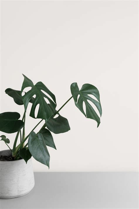 Minimalist Green Plant Aesthetic Wallpaper