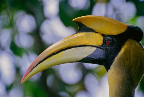 Amazing Animals Pictures The Majestic And Colorful Great Hornbill