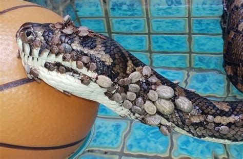 Python Covered In Over 500 Ticks Rescued From Swimming Pool Ticks