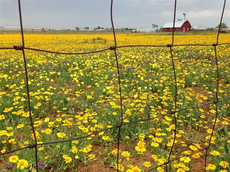 Midland Texas Mustard Flower Field Mustard Flowers Midland Texas