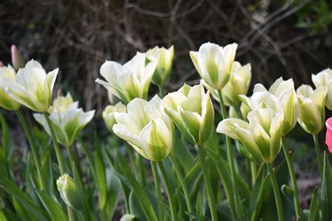 Tulip Spring Green Bulbs Online Viridiflora Tulip