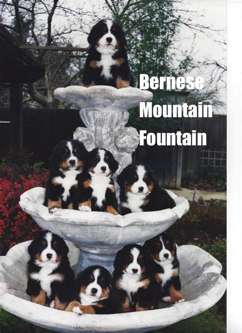 So Doggone Funny Search Results For Bernese Mountain Fountain Cute