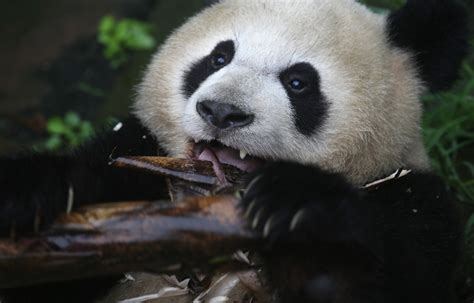 Ursul Panda Gigant Nu Mai Este Pe Cale De Dispariție