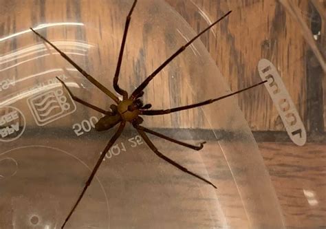 Where Do Brown Recluse Spiders Live U S Pest Protection
