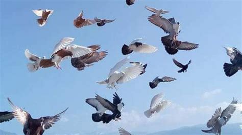 Best High Flying Pigeons Beautiful In Today Sky Youtube