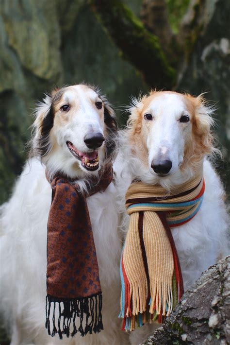 Beautiful Quiet Dog Breeds Borzoi Dog Dog Breeds