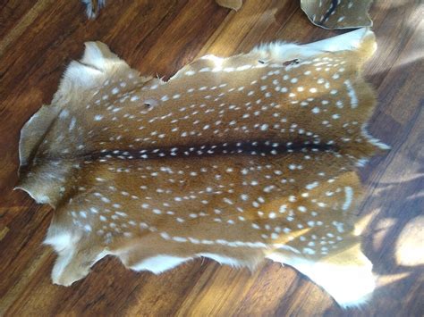 Axis Deer Hides Rug Grade Etsy