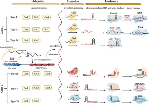 Classification And Function Of The CRISPR Cas System In Bacteria Cas