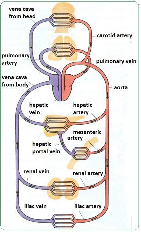 There Are 3 Main Kinds Of Blood Vessels Arteries Veins And