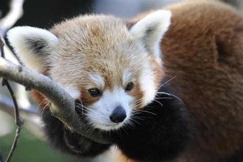 Red Panda Photograph By Keith Lovejoy
