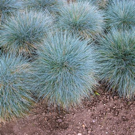 Growing Blue Fescue From Seed