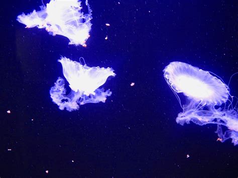 What Is A Group Of Jellyfish Called Similar But Different In The