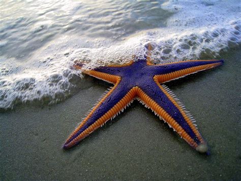 Interesting Facts About Starfish And Pictures Animal
