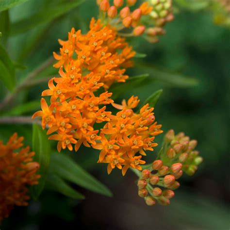 Butterfly Weed My Chicago Botanic Garden