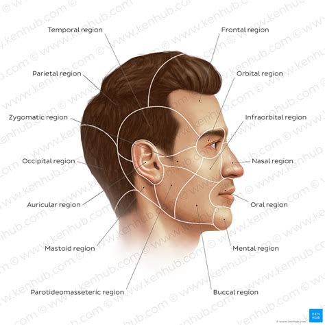 Human Face Anatomy Structure And Function Kenhub
