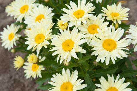 Check spelling or type a new query. 23 Perennials for Full Sun | HGTV