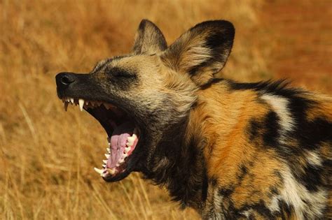 African Wild Dog Facts Animal Facts Encyclopedia