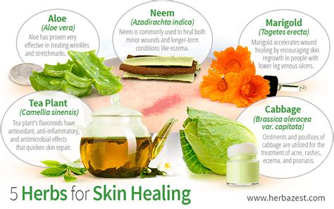 5 Herbs For Skin Healing Herbazest