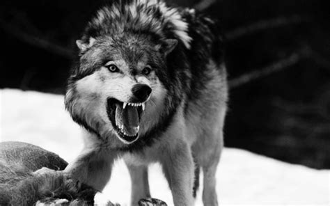 Angry Wolf Wallpapers Hd Wallpaper Cave Ba9