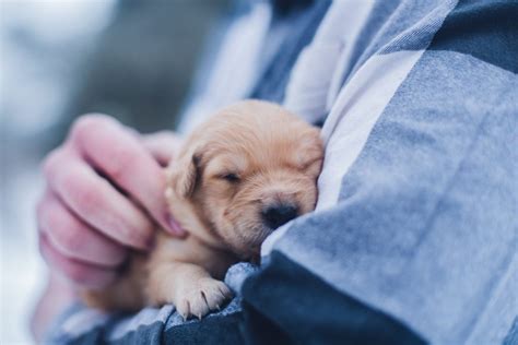 Ultimate New Puppy Care Guide First 12 Weeks Shots