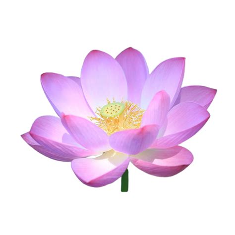 Lotus Flower Png Transparent Background 29711717 Png