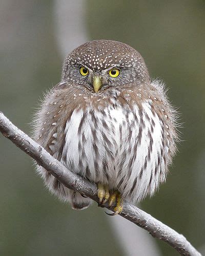 Northern Pygmy Owl Owl Owl Pictures Beautiful Birds