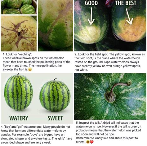 How to pick a watermelon | Watermelon ripeness, Watermelon facts, Watermelon