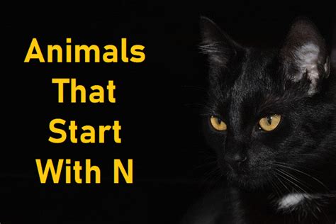 Animals That Start With N The Study Cafe