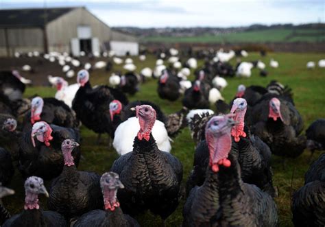 Los Pavos Del Día De Acción De Gracias Pueden Haber Sido Domesticados