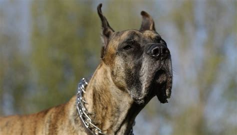 The Ultimate Guide To Can A Great Dane Be A Service Dog The Pet Faqs